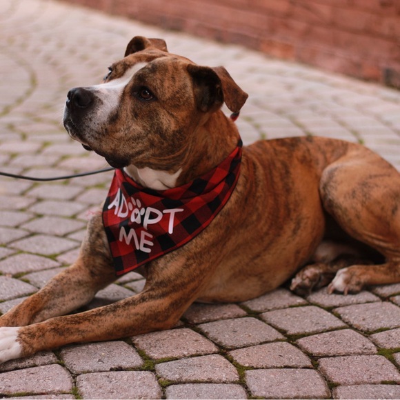 BJ’s Second Chance - Picture 2 of 4